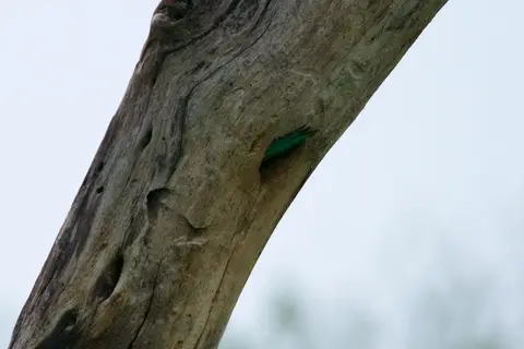 Tarangire310.jpg