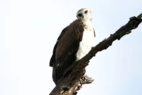 Tarangire312.jpg