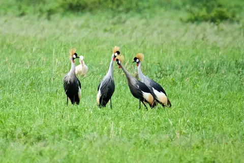 Tarangire321.jpg