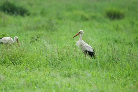 Tarangire322.jpg