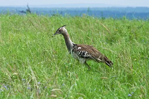 Tarangire324.jpg