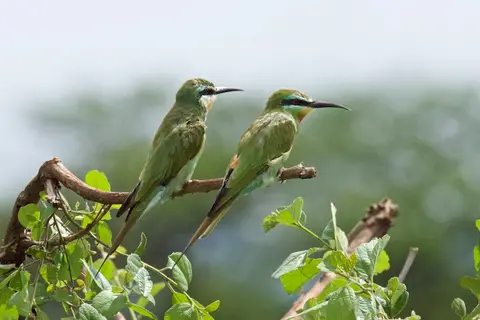 Tarangire325.jpg