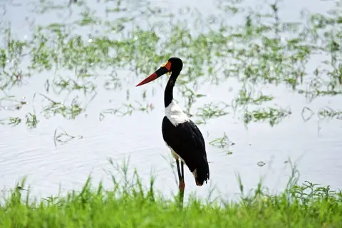 Tarangire326.jpg