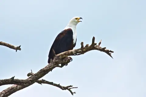 Tarangire327.jpg