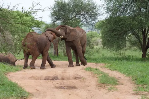 Tarangire332.jpg