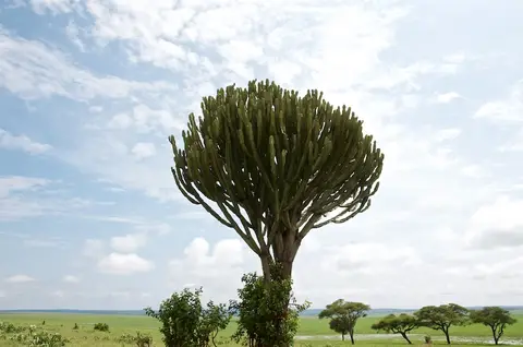 Tarangire337.jpg