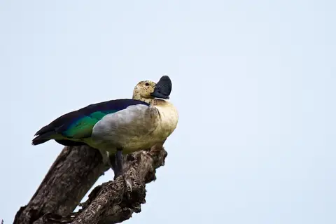 Tarangire338.jpg