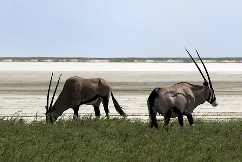 NamibiaEtoscha.JPG