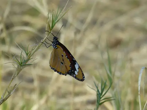 hc4570d3.JPG