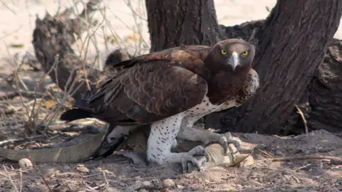 337_Etosha-Okaukuejo-FKampfadlermitWaran.jpg