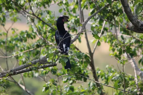 ha1c152b.jpg