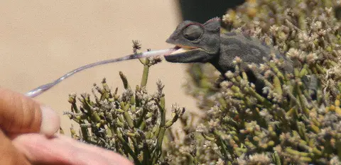 chameleon_2012-09-27.jpg