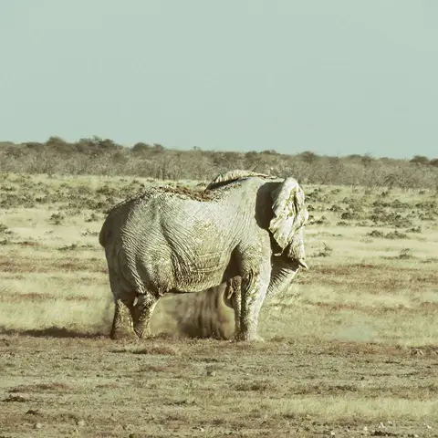 Eli.jpg