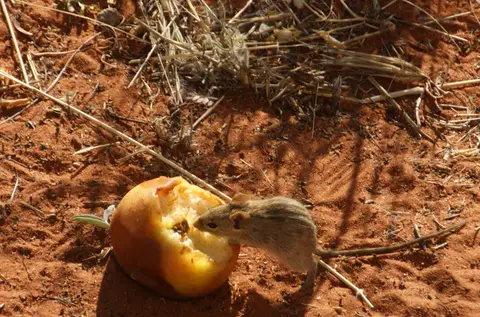 SMausVierstreifengrasmausWolwedansNamibia2012685.jpg