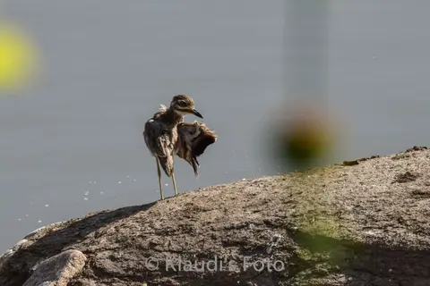 PKH_2276.jpg