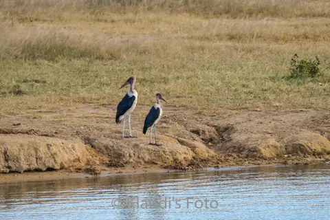 PKH_2377-2.jpg