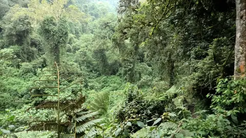 Gorilla10.jpg