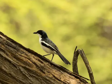 PB100768.jpg