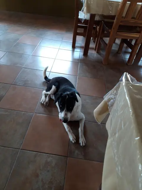 hund.JPG