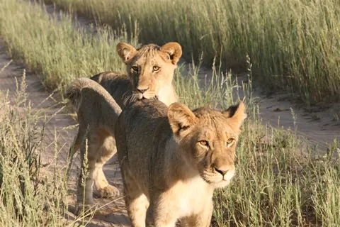 Nambotsa2011WDH-Moremi-Kalahari-Mabua-Kgalagadi690.JPG