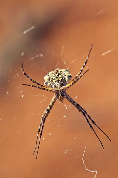spider_2011-05-17.jpg