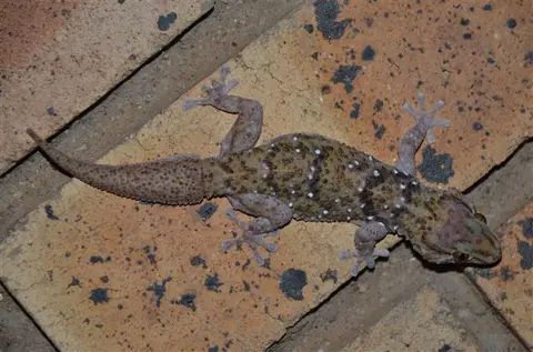 2014.04.1619.34.33Kuruman-AugrabiesNationalpark.JPG