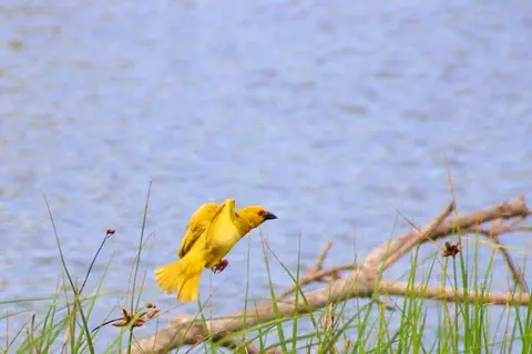 Vogel2.jpg