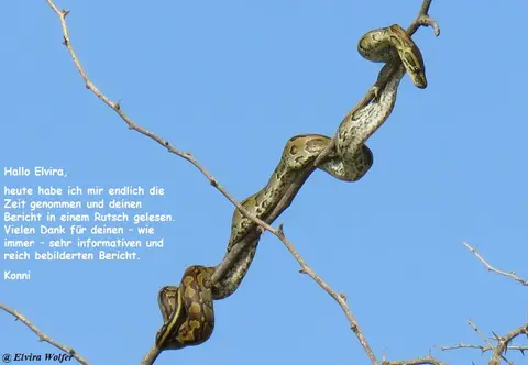 Elvira-2.jpg