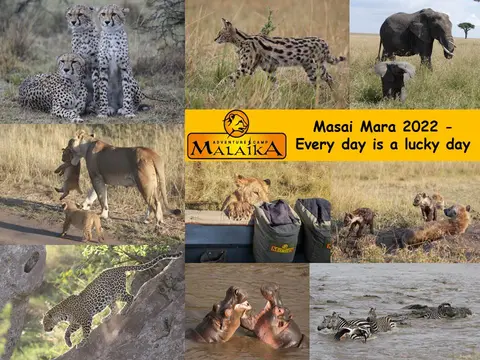 Masai_Mara_2022-2.jpg