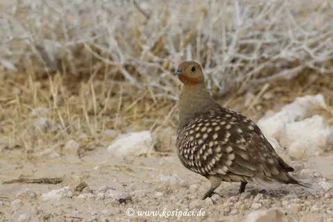 Na21_10060.JPG