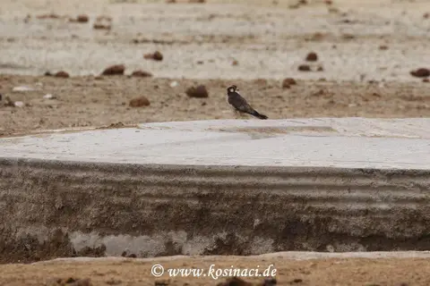 Na21_10122.JPG