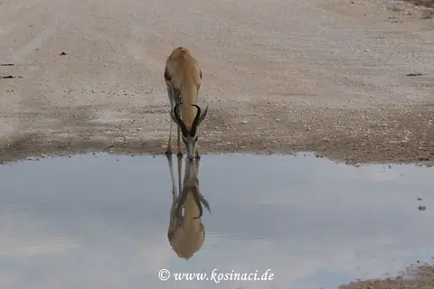 Na21_11065.JPG