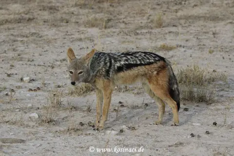 Na21_12268.JPG