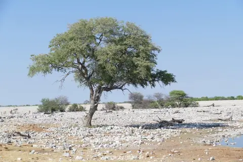 Na21_12363.JPG