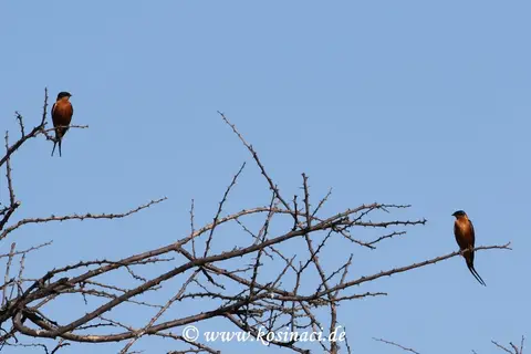 Na21_1418.JPG