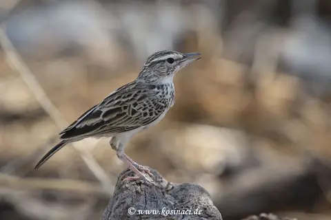 Na21_3911.JPG