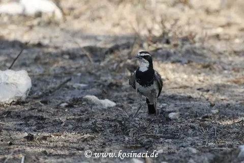 Na21_3962.JPG