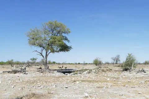 Na21_4178.JPG