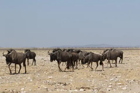 Na21_8098.JPG