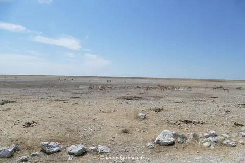 Na21_8101.JPG