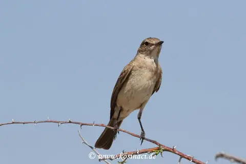 Na21_8104.JPG
