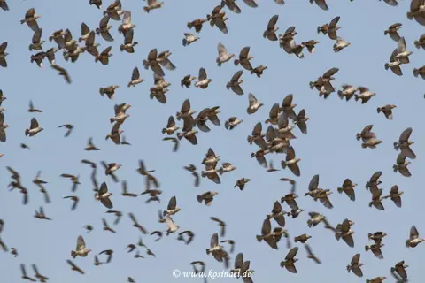Na21_8151.JPG