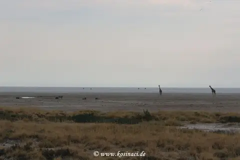 Na21_8596.JPG