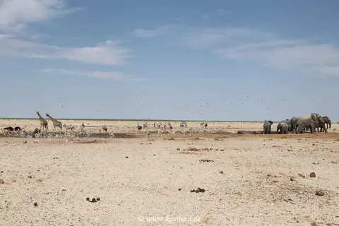 Na21_8729.JPG