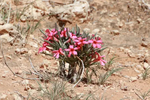 Na25a_0714.JPG