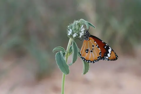 Na25a_0839.JPG