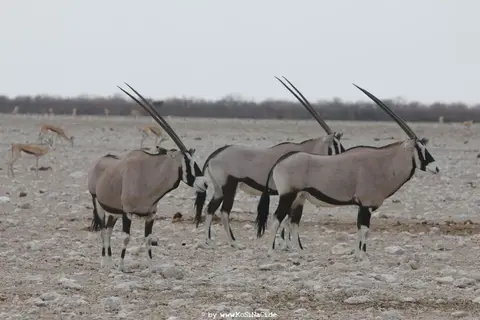 h3d44333.JPG