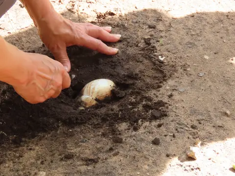 AchatSchnecke.jpg