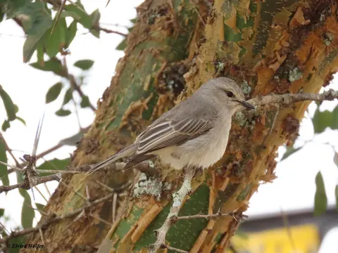 AfricanGreyFlycatcherBaum.jpg