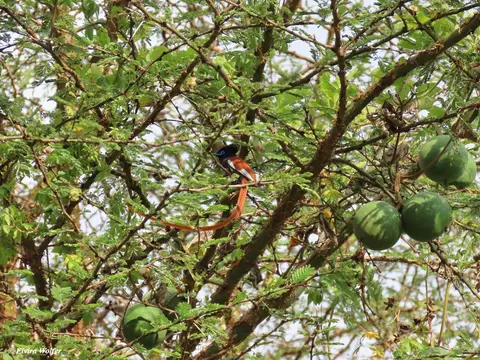 AfricanParadiseFlycatchermale.jpg